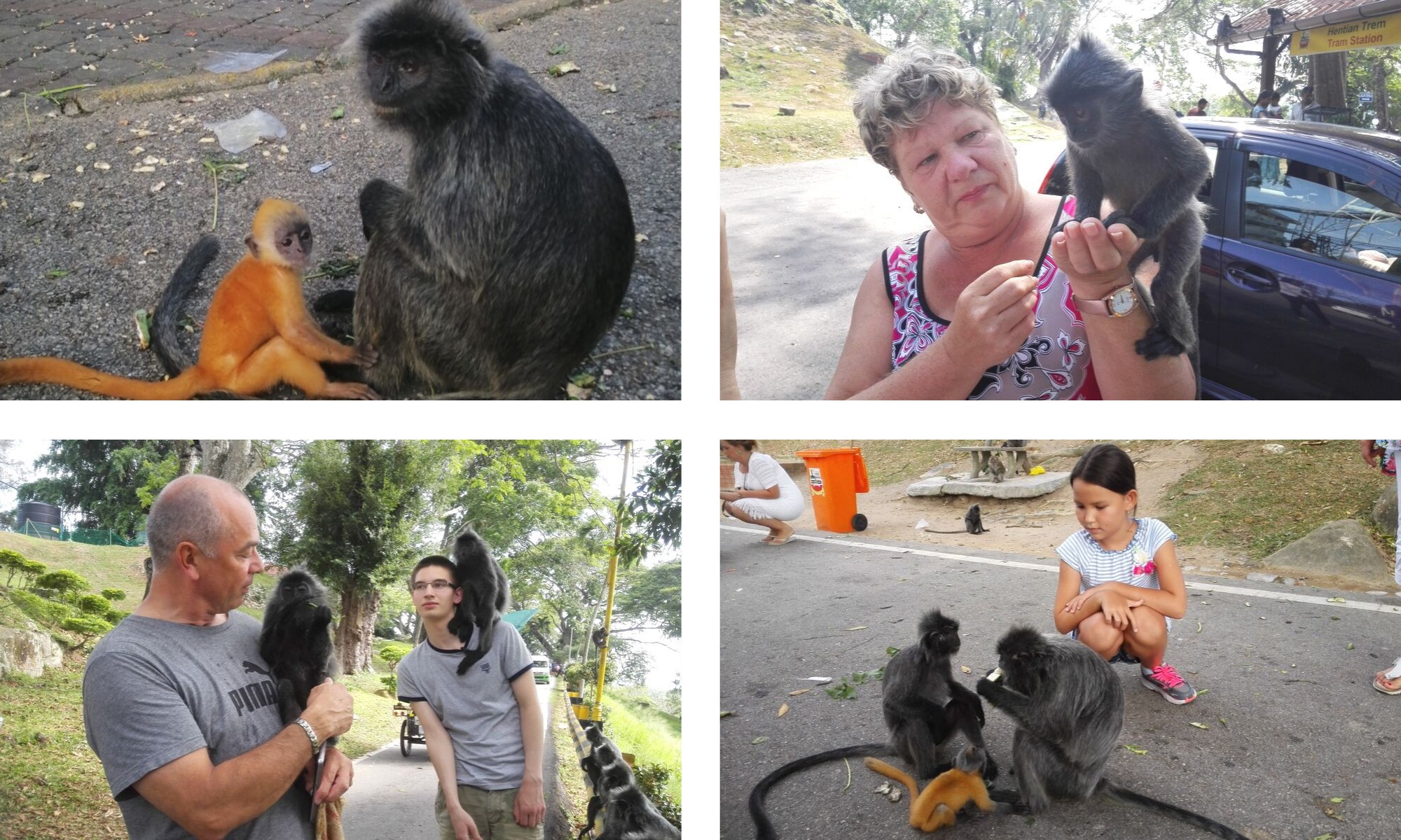 серебристые обезьянки лангуры | Экскурсии В Малайзии